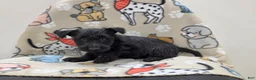 Scottish Terrier dogs for sale: Violet - Ad 4