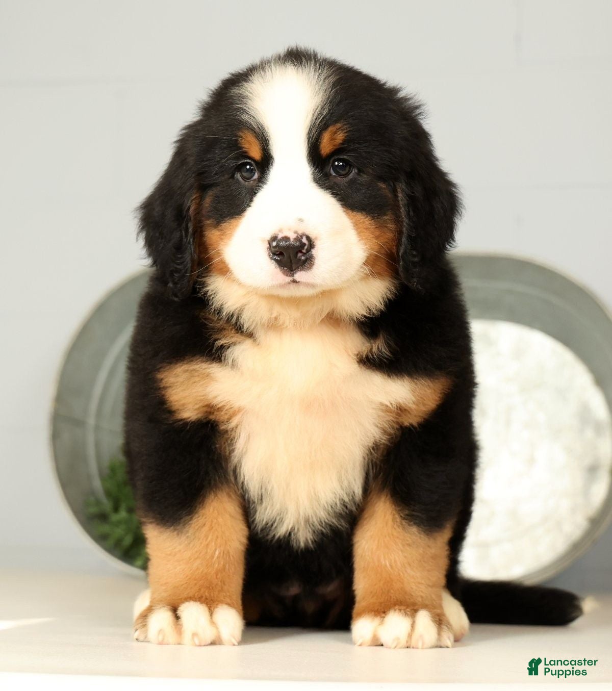 Bernese Mountain Dog dogs Roxie - Ad 1