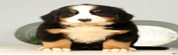 Bernese Mountain Dog dogs for sale: Roxie - Ad 1