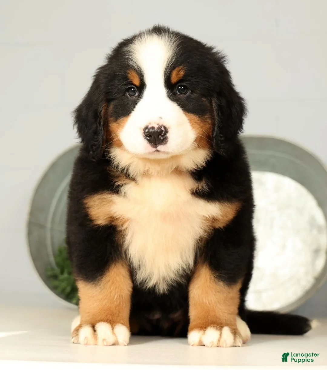 Bernese Mountain Dog dogs for sale: Roxie - Ad 1