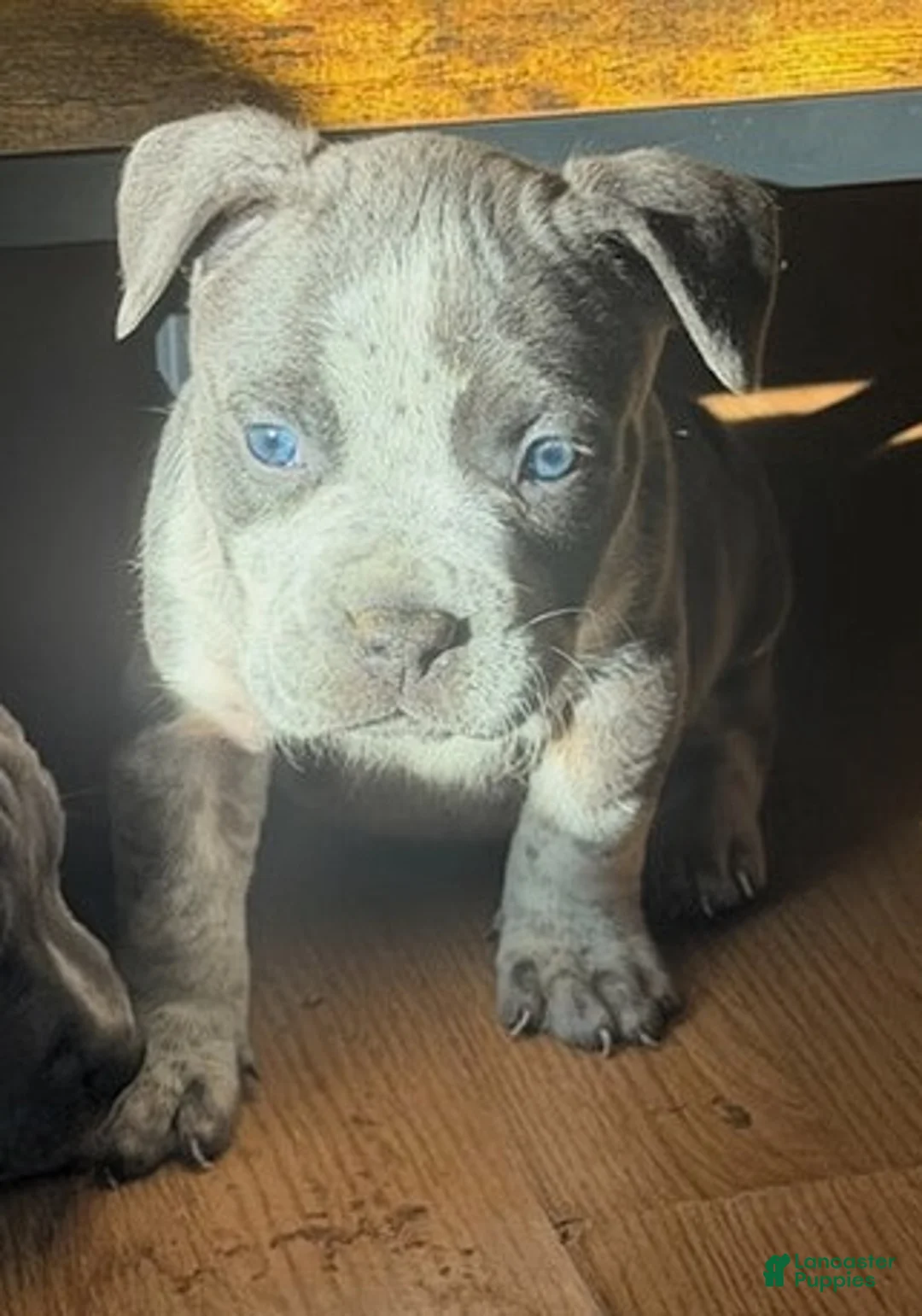 American Bully dogs for sale: "AALIYAH" - Ad 1