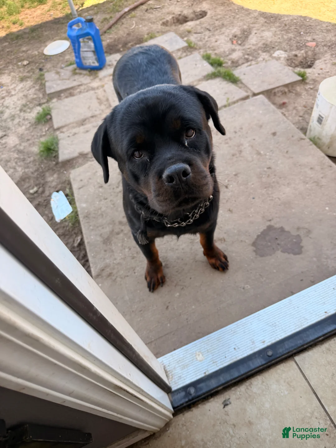 Rottweiler dogs for sale: Rottweiler Puppy 4 - Ad 2