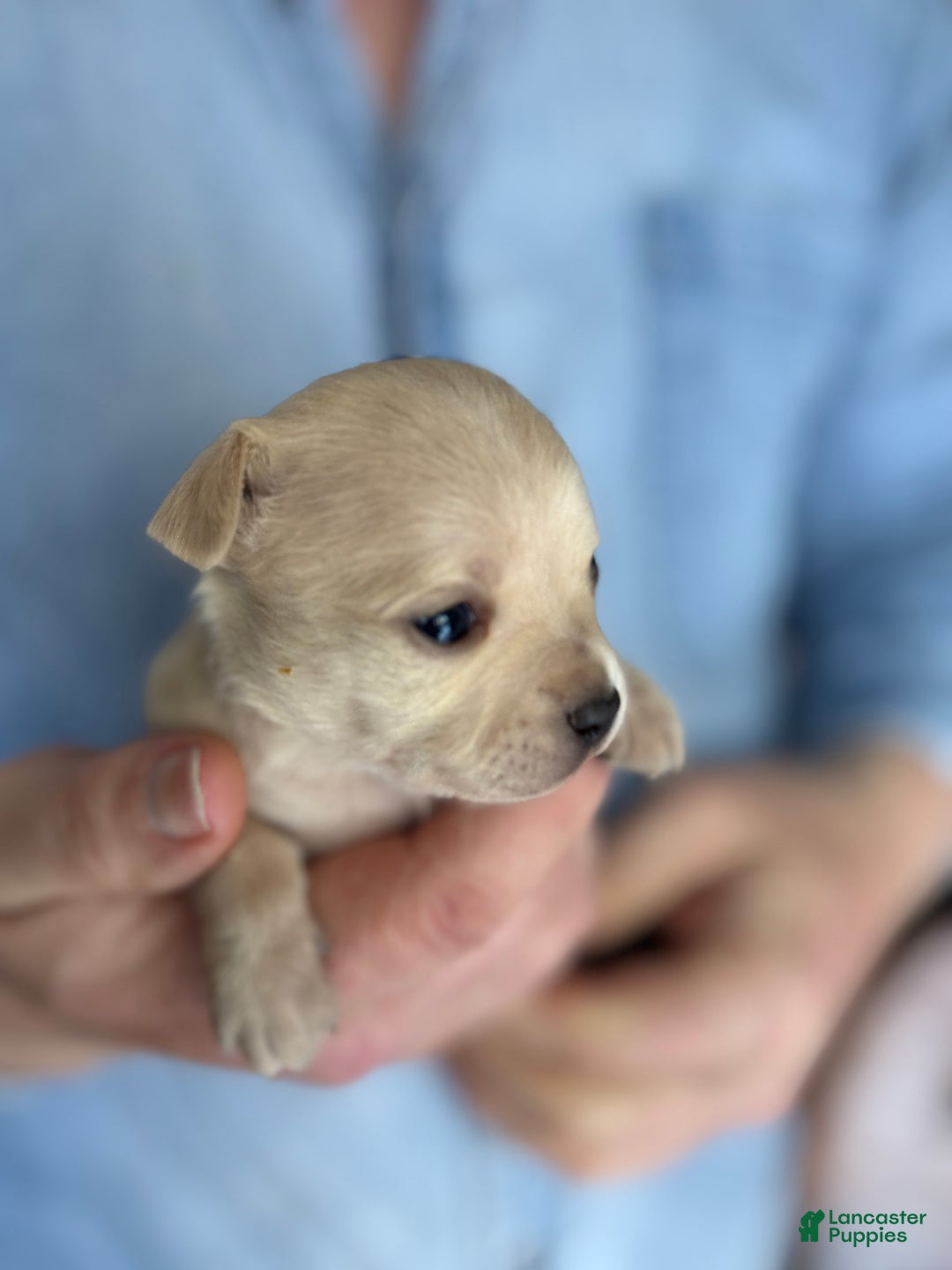 Chihuahua dogs for sale: Lion heart  - Ad 1