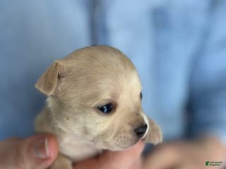 Chihuahua dogs Lion heart - Ad 33