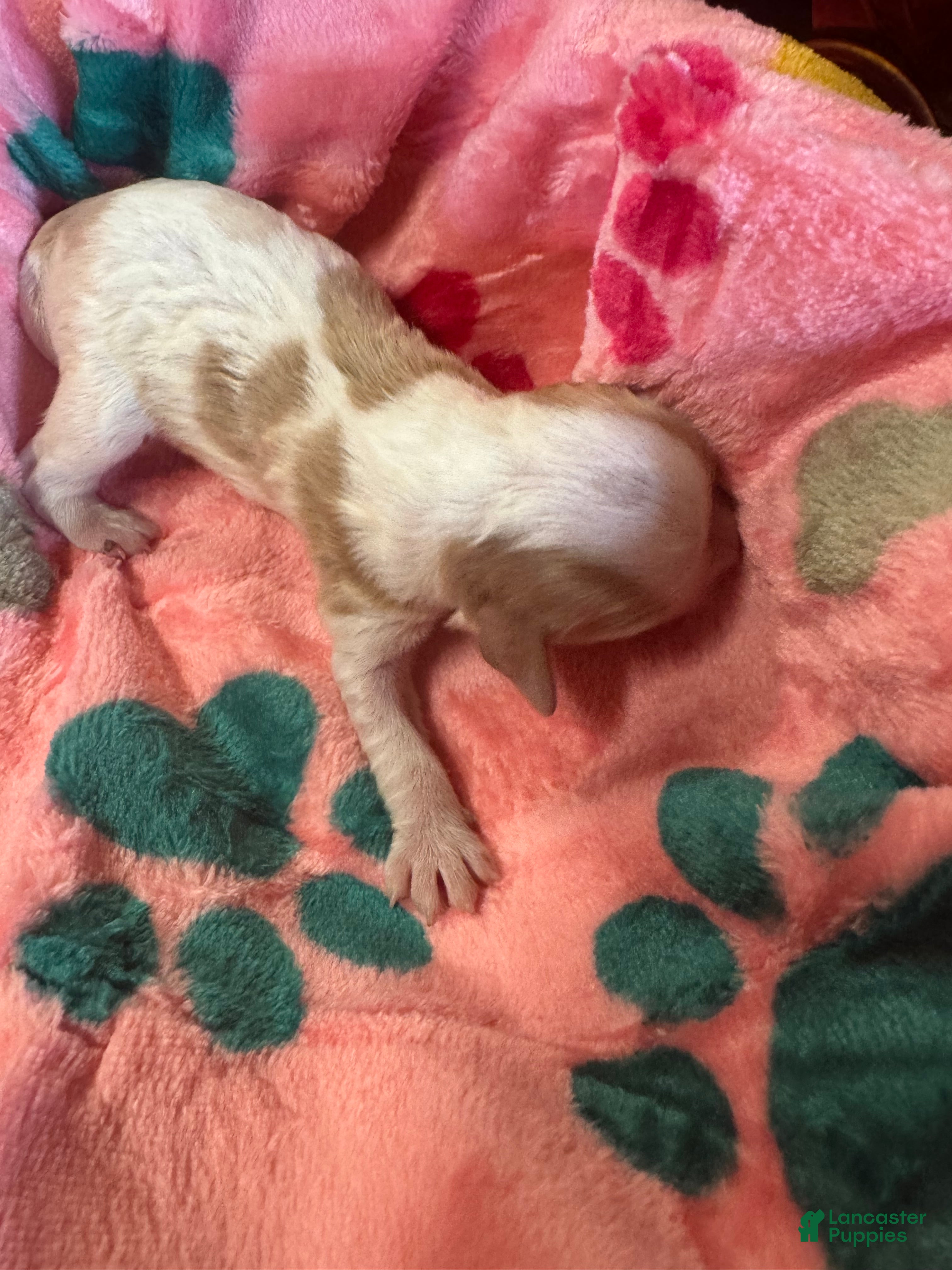 Cavapoo dogs for sale: Penney - Ad 1