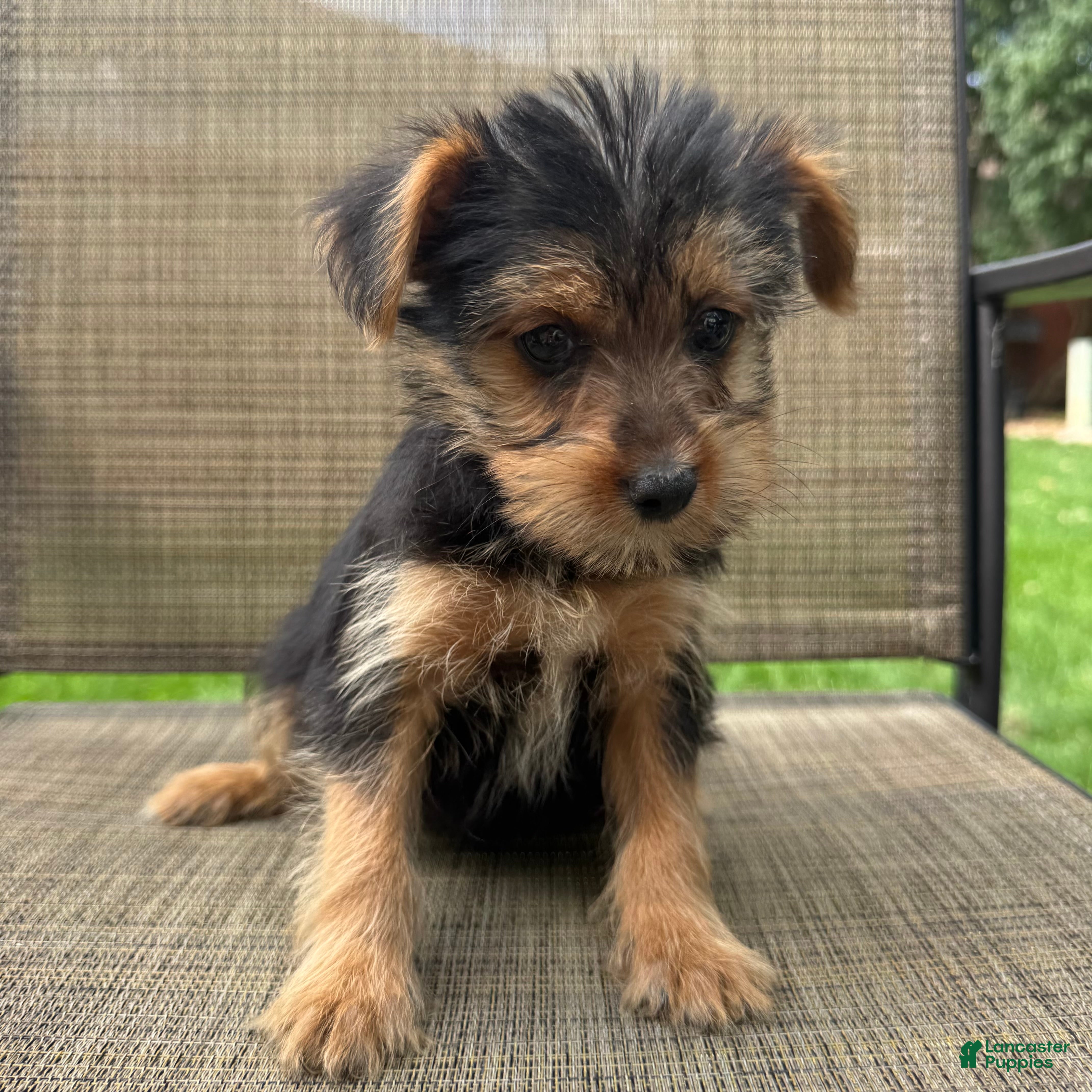 Yorkshire Terrier dogs Carl - Ad 34