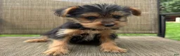 Yorkshire Terrier dogs for sale: Carl - Ad 1