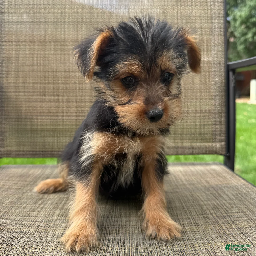 Yorkshire Terrier dogs for sale: Carl - Ad 1