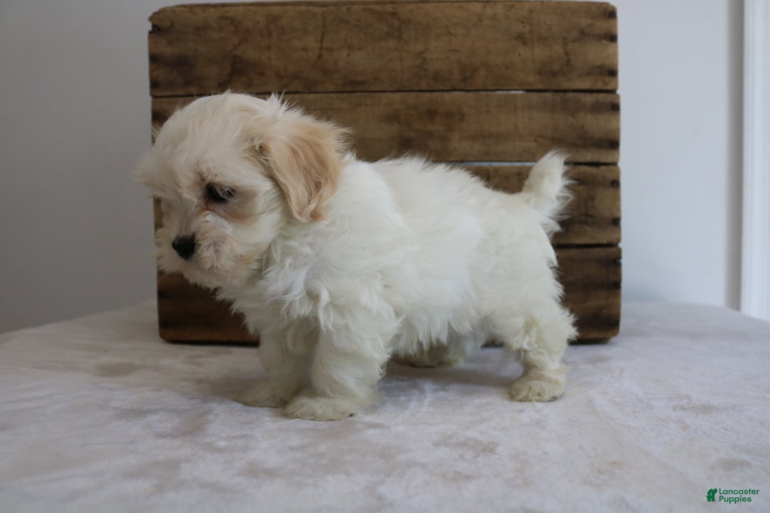 Maltipoo dogs for sale: Kooper - Ad 8