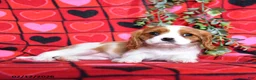 Cavalier King Charles Spaniel dogs for sale: Sugar - Ad 2