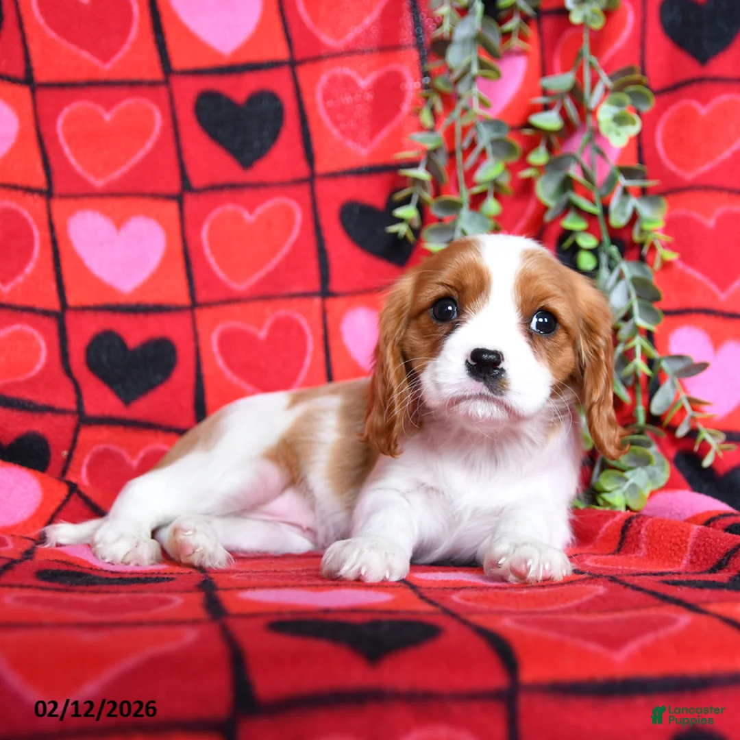 Cavalier King Charles Spaniel dogs for sale: Sugar - Ad 2