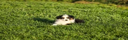 Miniature Australian Shepherd dogs for sale: Lana Miniature Australian Shepherd Puppy  - Ad 3
