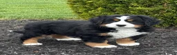 Bernese Mountain Dog dogs for sale: Beatrice - Ad 1