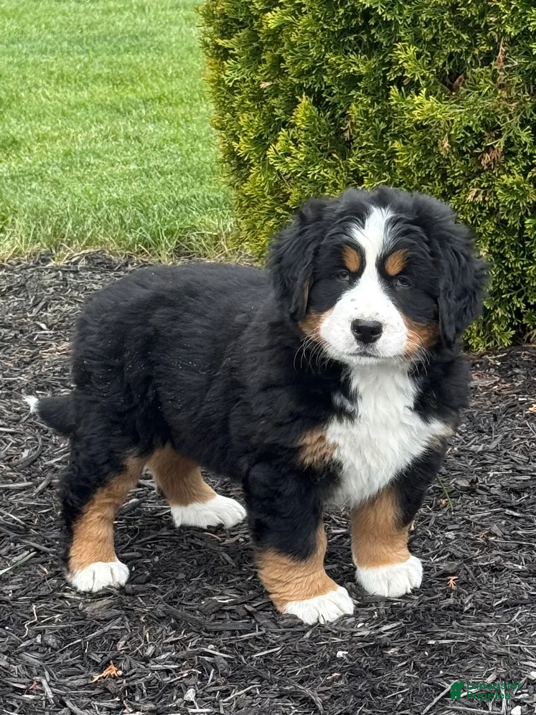Bernese Mountain Dog dogs for sale: Beatrice - Ad 1