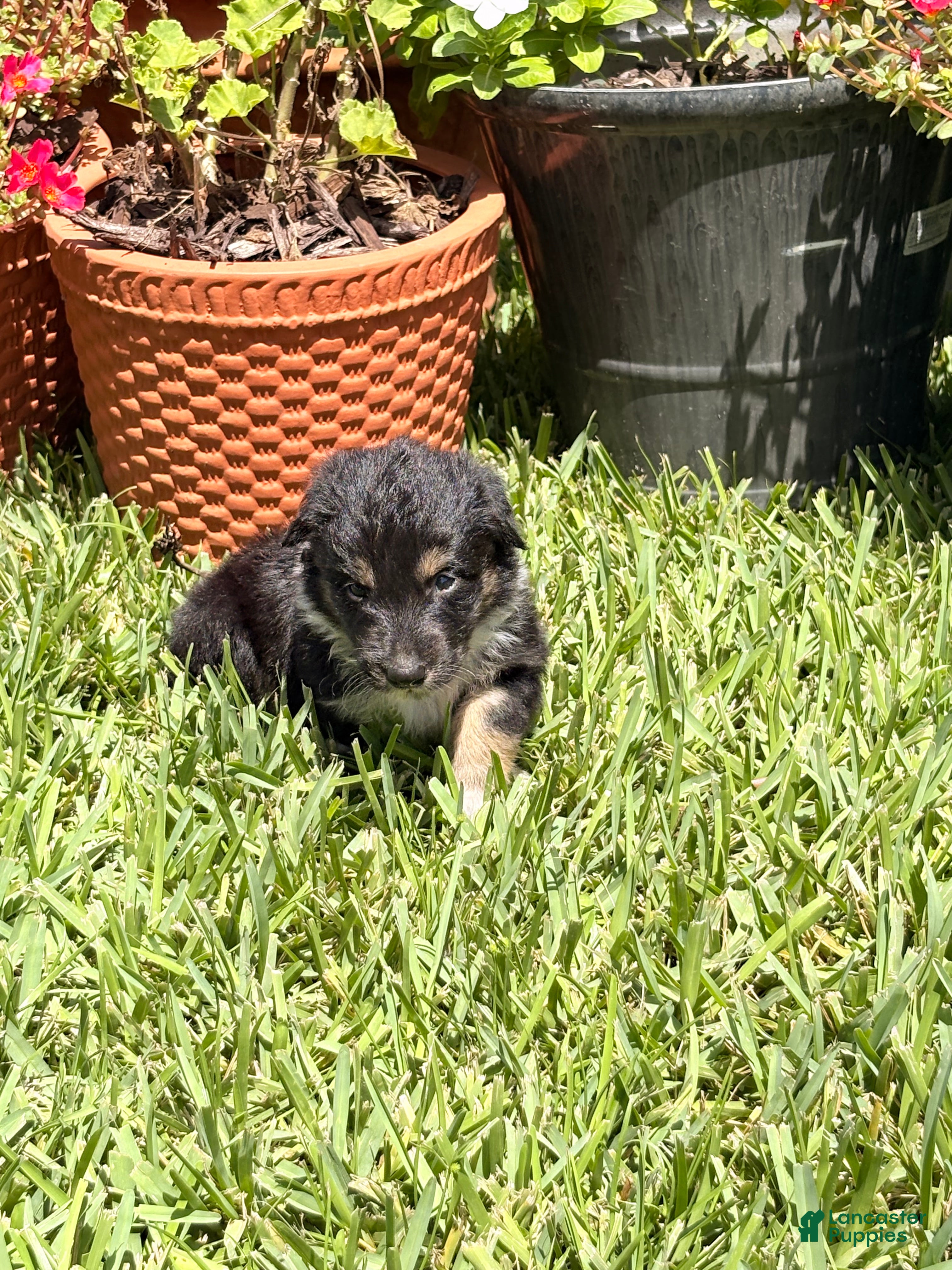 Mixed Breed dogs Saide  - Ad 16