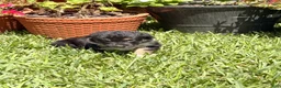 Mixed Breed dogs for sale: Saide  - Ad 1
