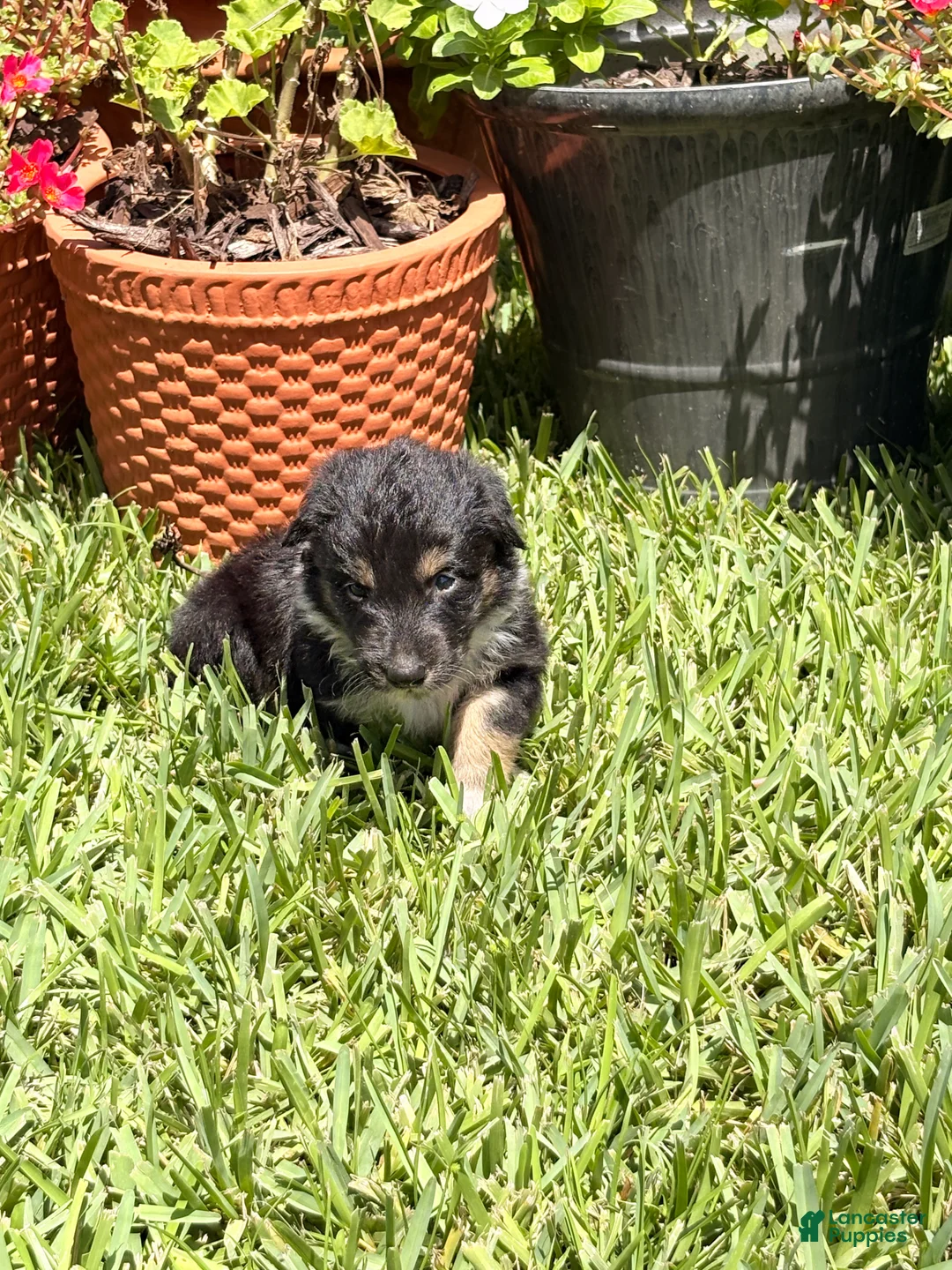 Mixed Breed dogs for sale: Saide  - Ad 1