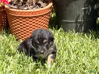 Mixed Breed dogs Saide - Ad 26