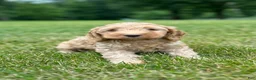 Cockapoo dogs for sale: Van - Ad 4