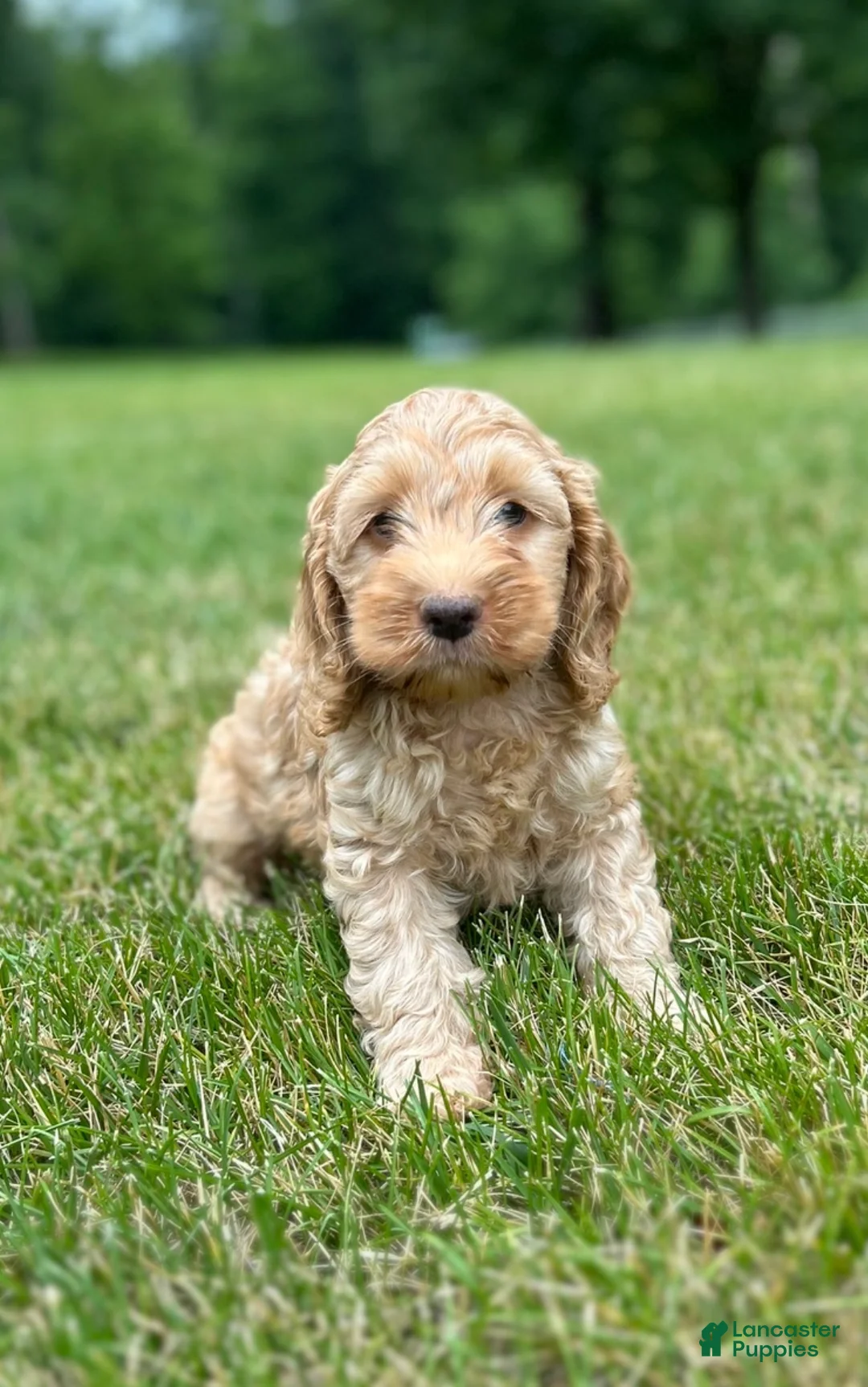 Cockapoo dogs for sale: Van - Ad 4