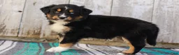 Australian Shepherd dogs for sale: Kelsey - Ad 7