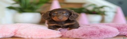 Miniature Dachshund dogs for sale: Skye - Ad 8