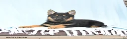 German Shepherd dogs for sale: Pretzel - Ad 5