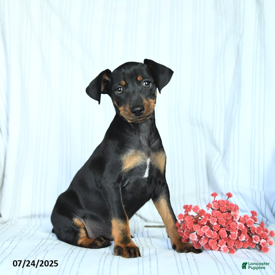 Quality Miniature Pinscher Puppies for sale Lancaster Puppies