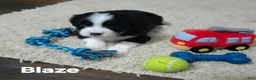 Australian Shepherd dogs for sale: Mini Australian Shepherd 1 - Ad 1