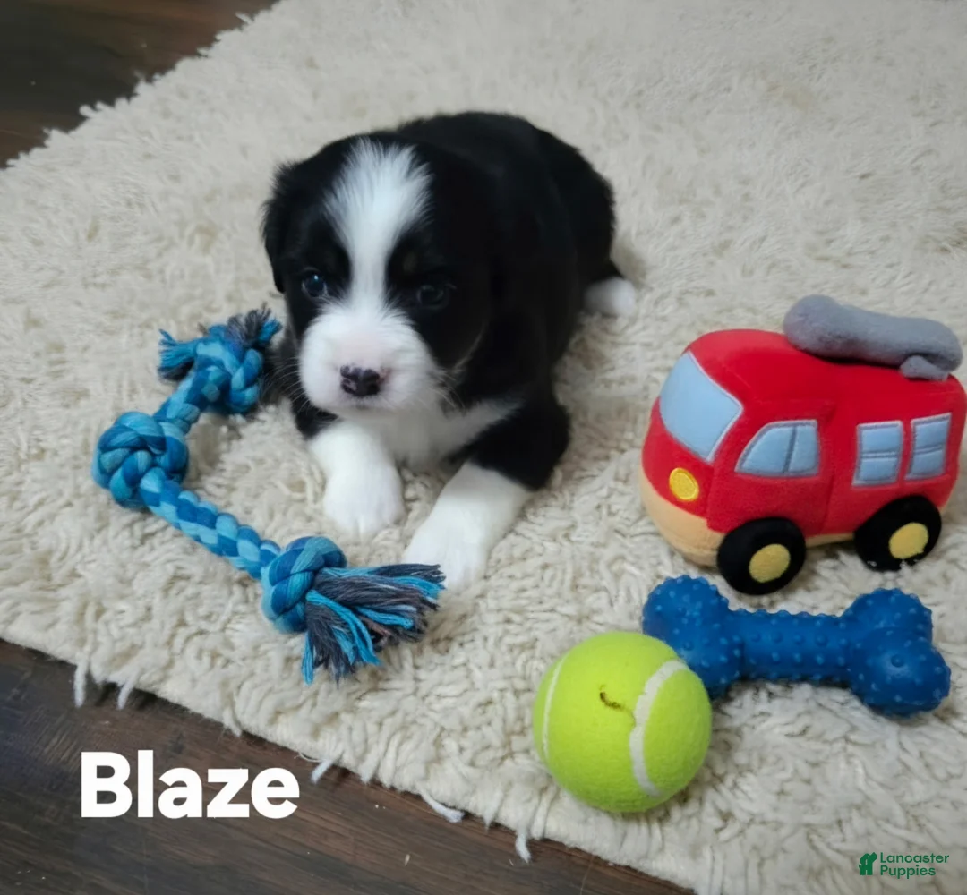 Australian Shepherd dogs for sale: Mini Australian Shepherd 1 - Ad 1