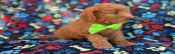 Mini Goldendoodle dogs for sale: Leroy - Ad 6