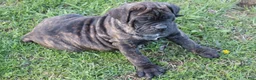 Cane Corso dogs for sale: Brian - Ad 5