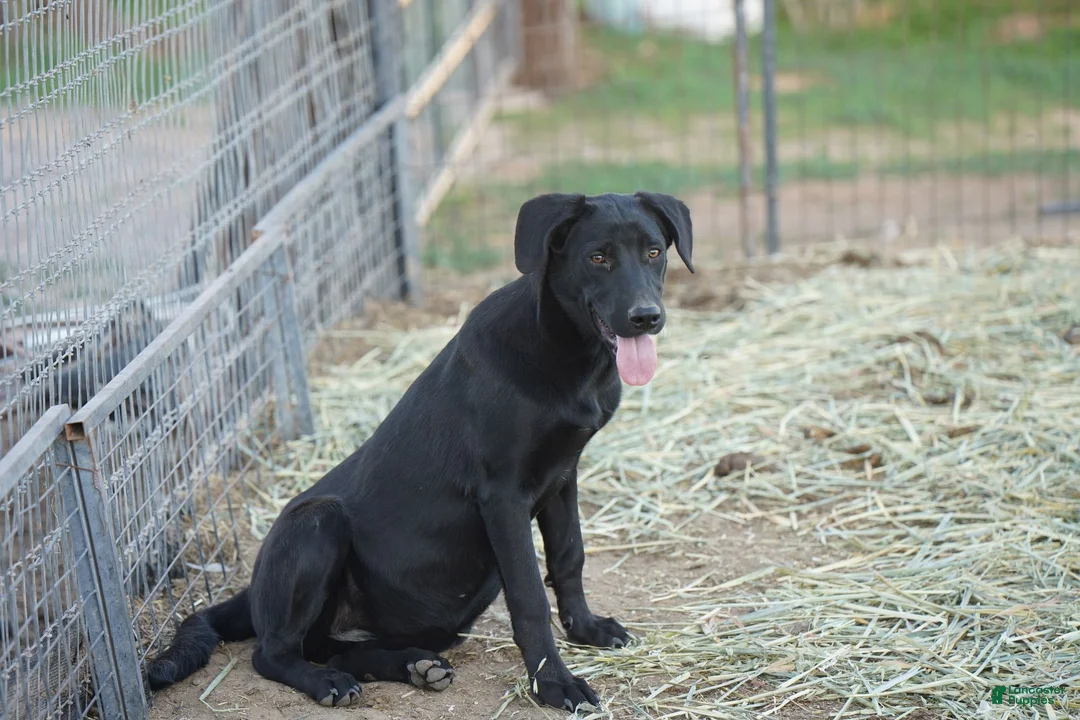 Mixed Breed dogs for sale: Jet Tiscar Farm Dog - Ad 34