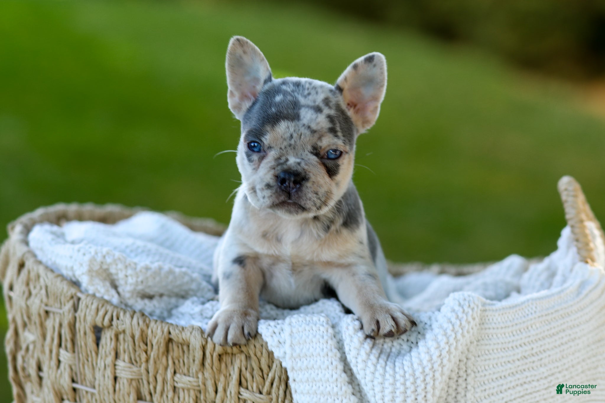 French Bulldog dogs for sale: Debbi - Blue Merle - Ad 1