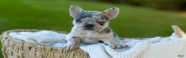 Debbi - Blue Merle