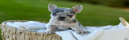 French Bulldog dogs for sale: Debbi - Blue Merle - Ad 1