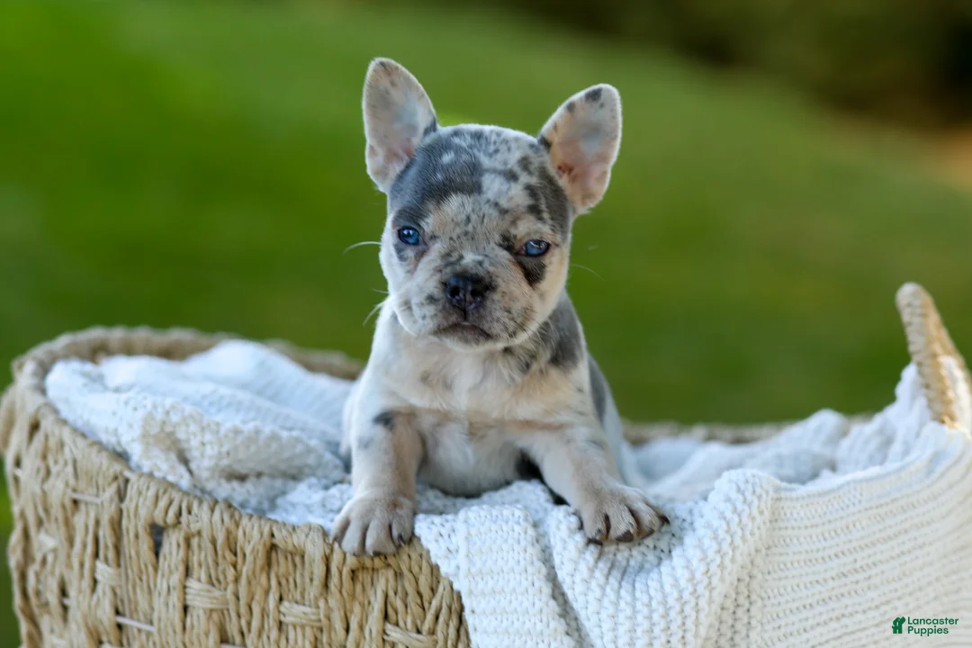 French Bulldog dogs for sale: Debbi - Blue Merle - Ad 1