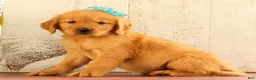 Golden Retriever dogs for sale: Nala - Ad 5