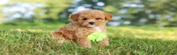 Maltipoo dogs for sale: Patrick - Ad 4