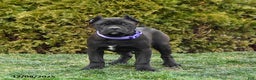 Cane Corso dogs for sale: Meadow - Ad 2