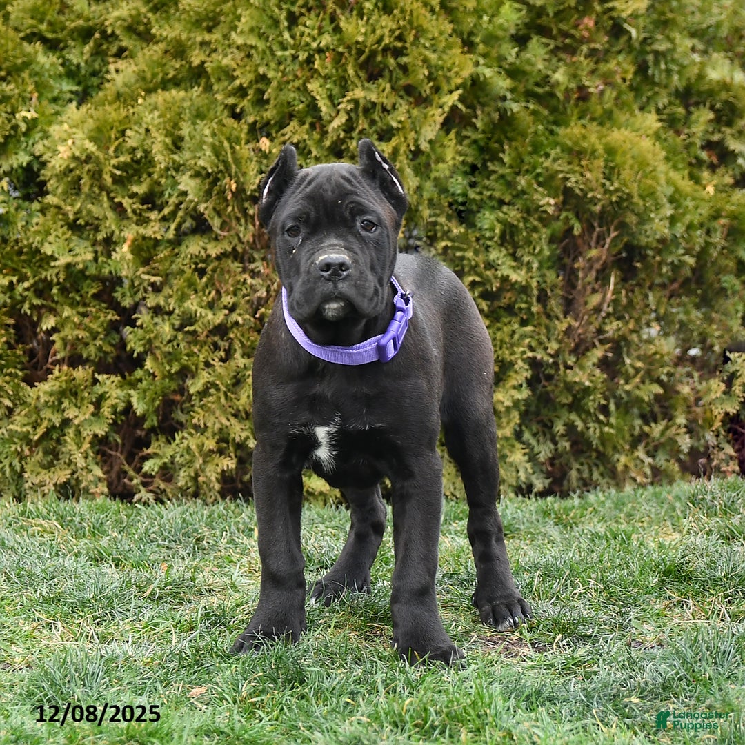Cane Corso dogs for sale: Meadow - Ad 2