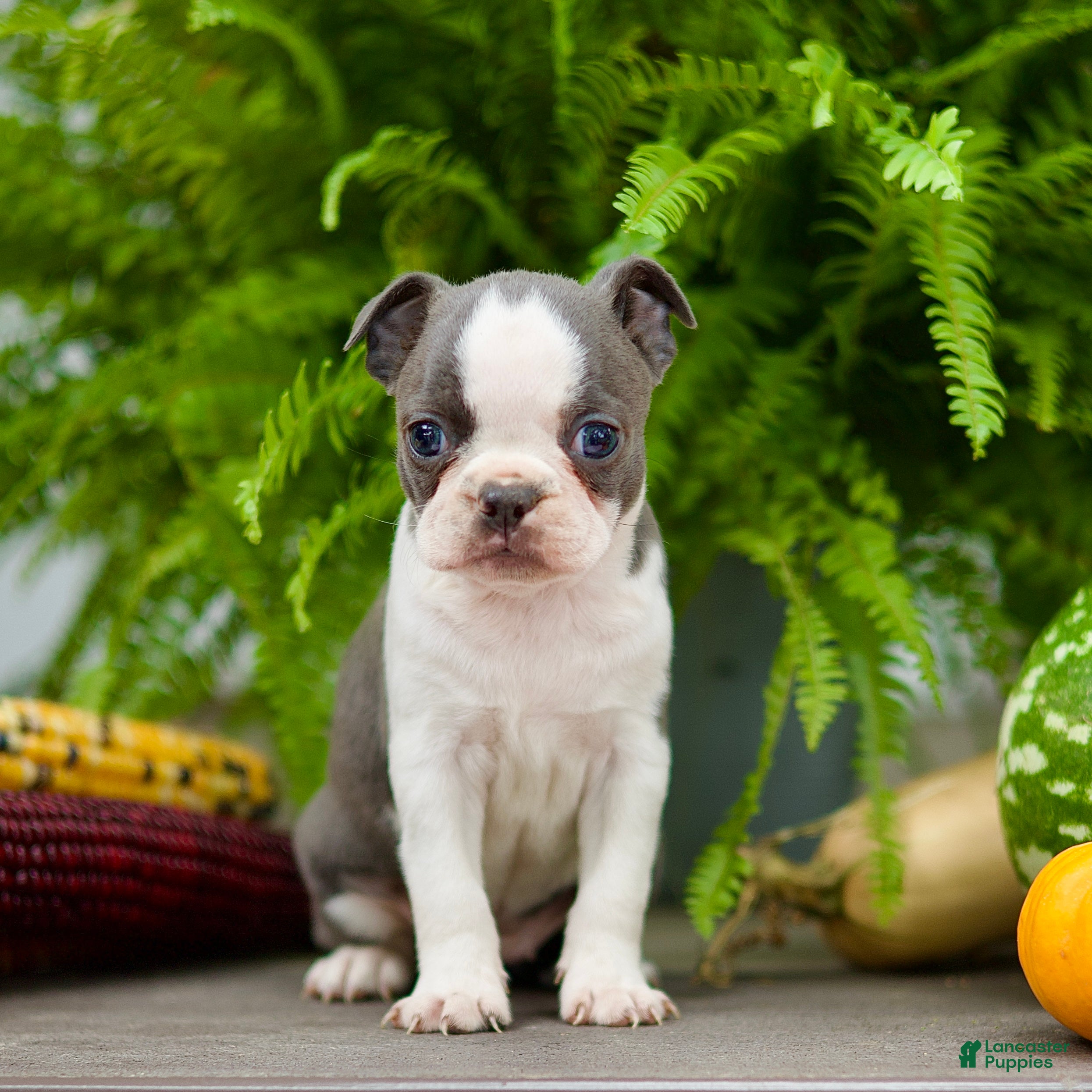 Boston Terrier dogs Reba - Ad 1