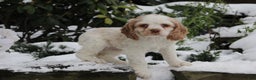 English Cocker Spaniel dogs for sale: Bambi - Ad 2