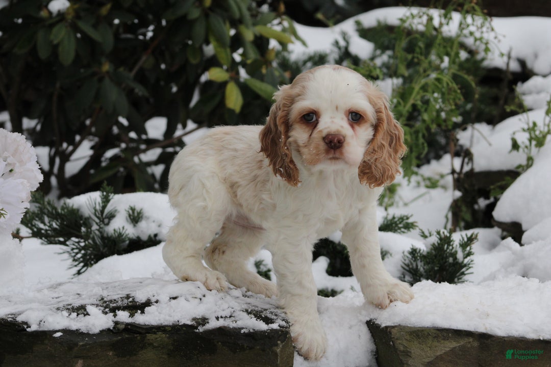 English Cocker Spaniel dogs for sale: Bambi - Ad 2