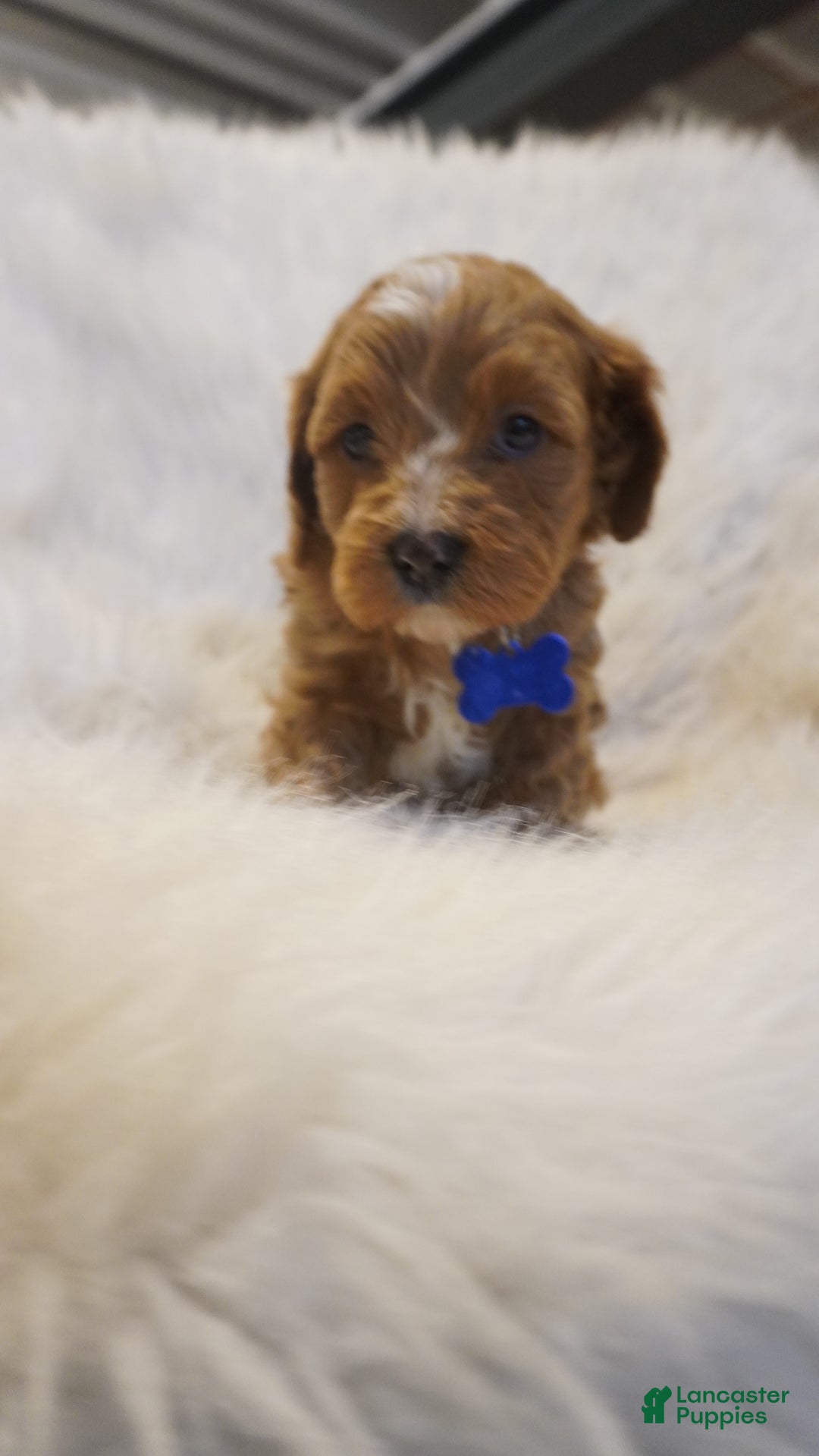 Cavapoo dogs for sale: Icey  - Ad 3