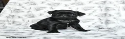 Pug dogs for sale: Raven - Ad 4