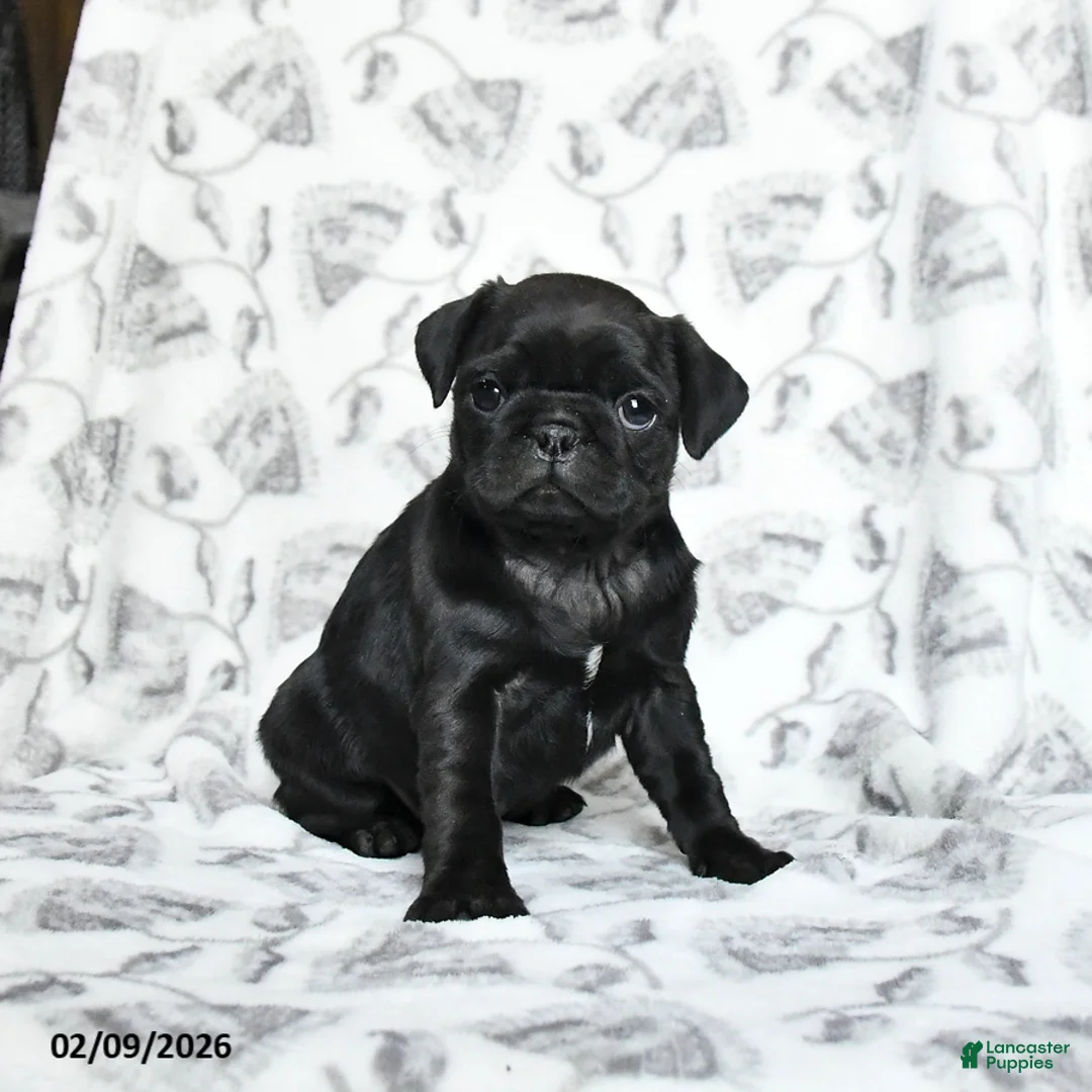 Pug dogs for sale: Raven - Ad 4