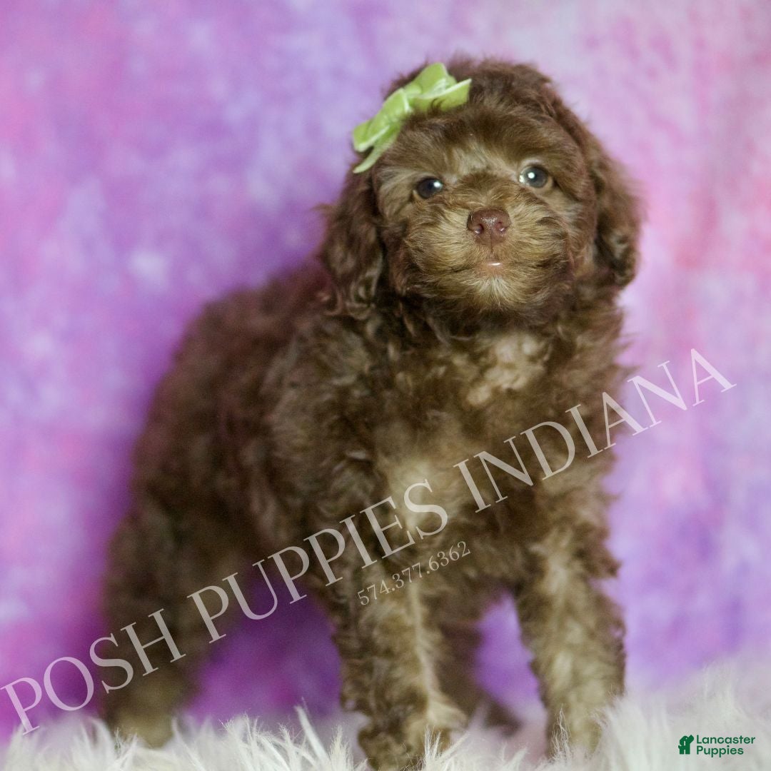 Standard Poodle dogs Dillie - Ad 39