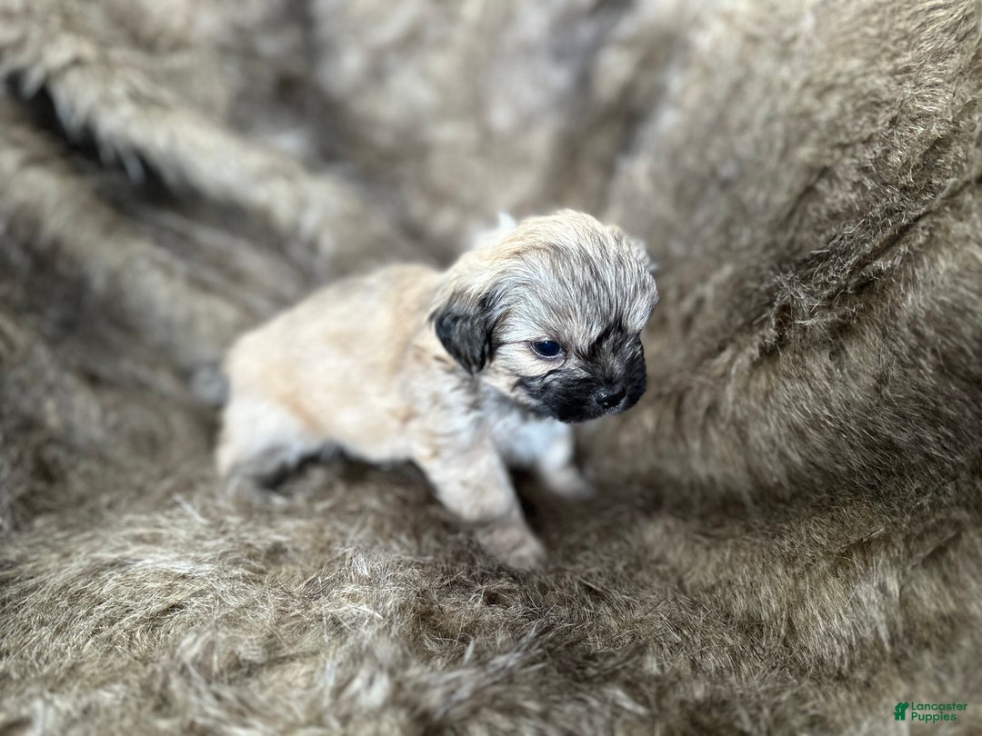 Mixed Breed dogs for sale: Theo - Ad 3