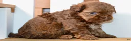 Shih Tzu dogs for sale: Betty - Ad 7